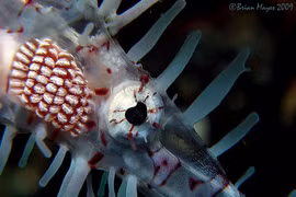 Việt Nam có loài cá 'tàng hình', thế giới coi như báu vật 