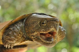 Top 8 loài rùa quý hiếm ở Việt Nam báo động tuyệt chủng