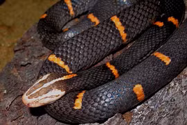 Rắn lục đầu bạc kịch độc, Việt Nam ghi nhận ở 4 tỉnh