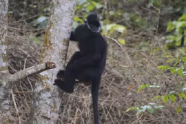 Voọc gáy trắng tấn công người ở Quảng Trị là loài cực quý