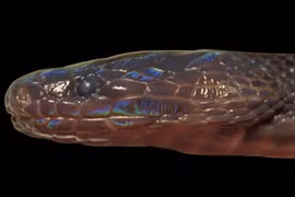 Loài rắn lạ có màu sắc óng ánh ở Việt Nam, chuyên gia kinh ngạc