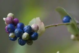 Loài cây chứa "vũ khí" khiến rắn độc khiếp vía, Việt Nam mọc đầy