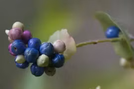 Loài cây chứa "vũ khí" khiến rắn độc khiếp vía, Việt Nam mọc đầy