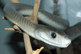 8 loài rắn độc nhất hành tinh, số 3 có nhiều ở Việt Nam