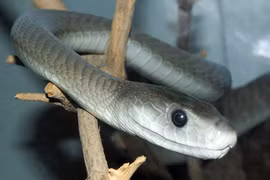 8 loài rắn độc nhất hành tinh, số 3 có nhiều ở Việt Nam