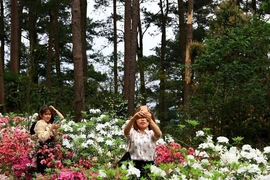 Rực rỡ hoa đỗ quyên tại lễ hội lần đầu tiên ở Vĩnh Phúc