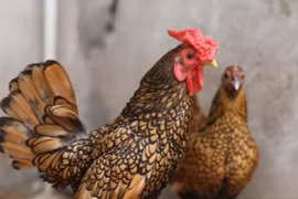 7 giống gà cảnh siêu đẹp, càng gần Tết càng đắt hàng