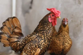 7 giống gà cảnh siêu đẹp, càng gần Tết càng đắt hàng