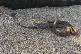 Một con rắn nuốt chửng 2 con rắn, khoa học lần đầu tiên ghi nhận 