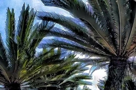 Cây cảnh hút lộc, trồng trong phòng khách gia chủ thịnh vượng, may mắn