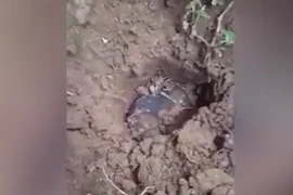 Báu vật từ trên trời rơi xuống, cả nhà đổi đời sau một đêm