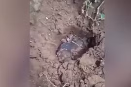 Báu vật từ trên trời rơi xuống, cả nhà đổi đời sau một đêm