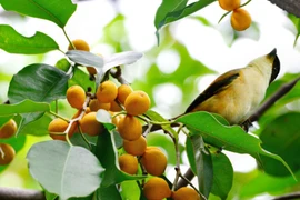 Cây cảnh đắt giá, trồng 1 cây con cháu hưởng phúc nhiều đời