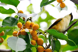 Cây cảnh đắt giá, trồng 1 cây con cháu hưởng phúc nhiều đời