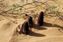 Loài thực vật siêu quý hiếm trong cát, có tiền chưa chắc mua được