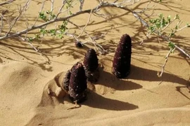 Loài thực vật siêu quý hiếm trong cát, có tiền chưa chắc mua được