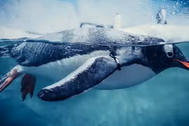 Chim cánh cụt bị nghi là sinh vật đến từ hành tinh khác?