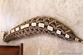 Loài rắn béo nhất thế giới, rắn hổ mang chúa phải dè chừng