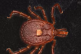 Loài bọ kỳ lạ, hễ cắn ai người đó lập tức phải ăn chay