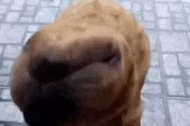 'Quái thú ngoài hành tinh' bất ngờ xuất hiện, chủ nhà phản ứng sốc