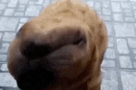 'Quái thú ngoài hành tinh' bất ngờ xuất hiện, chủ nhà phản ứng sốc