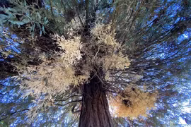 Giật mình loài cây bí ẩn 'sống như hồn ma', chuyên gia rối não