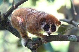 Thú lạ lạc vào nhà dân ở Hải Dương: Loài trong Sách đỏ Việt Nam! 