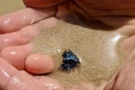 Rồng xanh lấp lánh bước ra từ truyền thuyết là loài cực độc