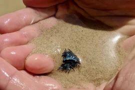 Rồng xanh lấp lánh bước ra từ truyền thuyết là loài cực độc