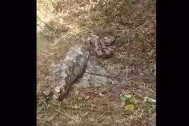 Bất ngờ phát hiện 'quái thú' đang vật lộn với chiếc bụng phình to