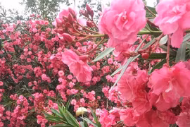 5 loại hoa mang điềm xui, không nên trồng trong nhà