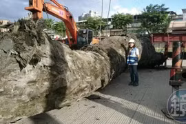 Đào đất phát hiện cây gỗ 24 tấn, chuyên gia lập tức làm điều này 