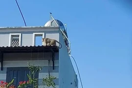 Soi loài khỉ hoang cắn chết chó nhà dân ở TP HCM