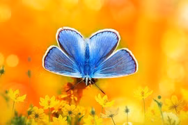 Ai sinh vào 4 khung giờ này mang mệnh Phượng hoàng, hậu vận viên mãn