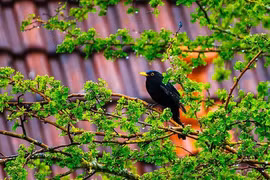 3 ngày sinh Âm lịch của người khôn ngoan, càng già càng như ý