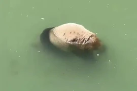 Gấu trúc khổng lồ chết đuối dù biết bơi thuần thục, lý do là vì...