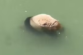 Gấu trúc khổng lồ chết đuối dù biết bơi thuần thục, lý do là vì...