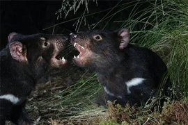 Loài thú sát thủ hồi sinh sau 3.000 năm, tiếng kêu gây ám ảnh