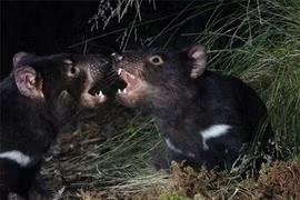 Loài thú sát thủ hồi sinh sau 3.000 năm, tiếng kêu gây ám ảnh