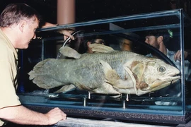 Top 8 động vật cổ vẫn tồn tại: Số 6 Việt Nam có nhiều