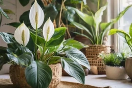 Cổ nhân dặn: Trong nhà trồng 5 cây, con cháu khỏe mạnh, thông minh