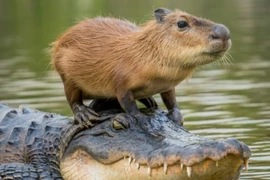 Thú vị loài vật được nâng niu vì có phân ngon nhất thế giới