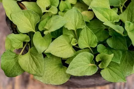 Việt Nam có loại “thuốc bổ tự nhiên” cực tốt nhưng lại bị thờ ơ