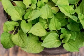 Việt Nam có loại “thuốc bổ tự nhiên” cực tốt nhưng lại bị thờ ơ