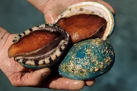 Bào ngư Bích Hổ hạ nhiệt, giảm giá mạnh