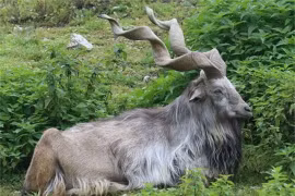 10 loài động vật kỳ lạ nhất Trái đất: Việt Nam có 3 loài