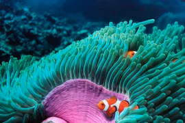 Sinh vật kỳ dị 'nửa thực vật, nửa động vật' dưới biển