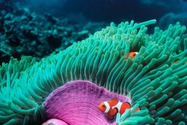 Sinh vật kỳ dị 'nửa thực vật, nửa động vật' dưới biển