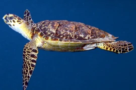 Cá thể rùa biển được thả ở Lý Sơn, loài "xưa nay hiếm" 