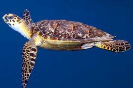 Cá thể rùa biển được thả ở Lý Sơn, loài "xưa nay hiếm" 